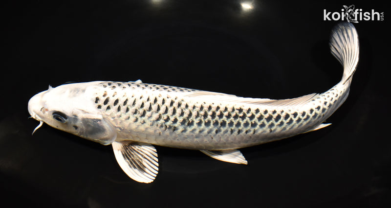 12.5" GIN MATSUBA