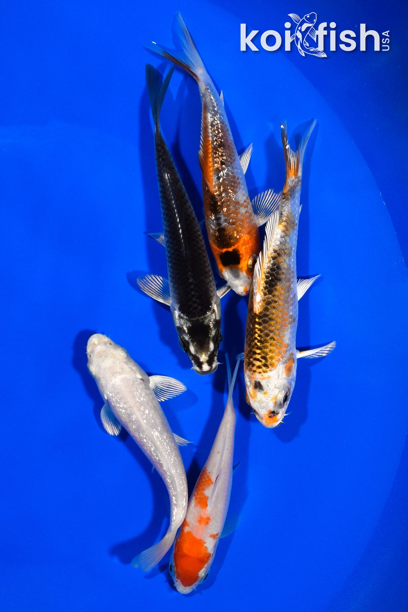 PACK OF (5) 3.5"- 4" STANDARD KOI