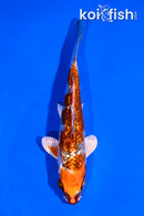 5.5" GINRIN KUJAKU