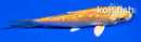 4" GINRIN YAMABUKI OGON