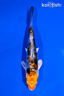 4.75" HEISEI NISHIKI