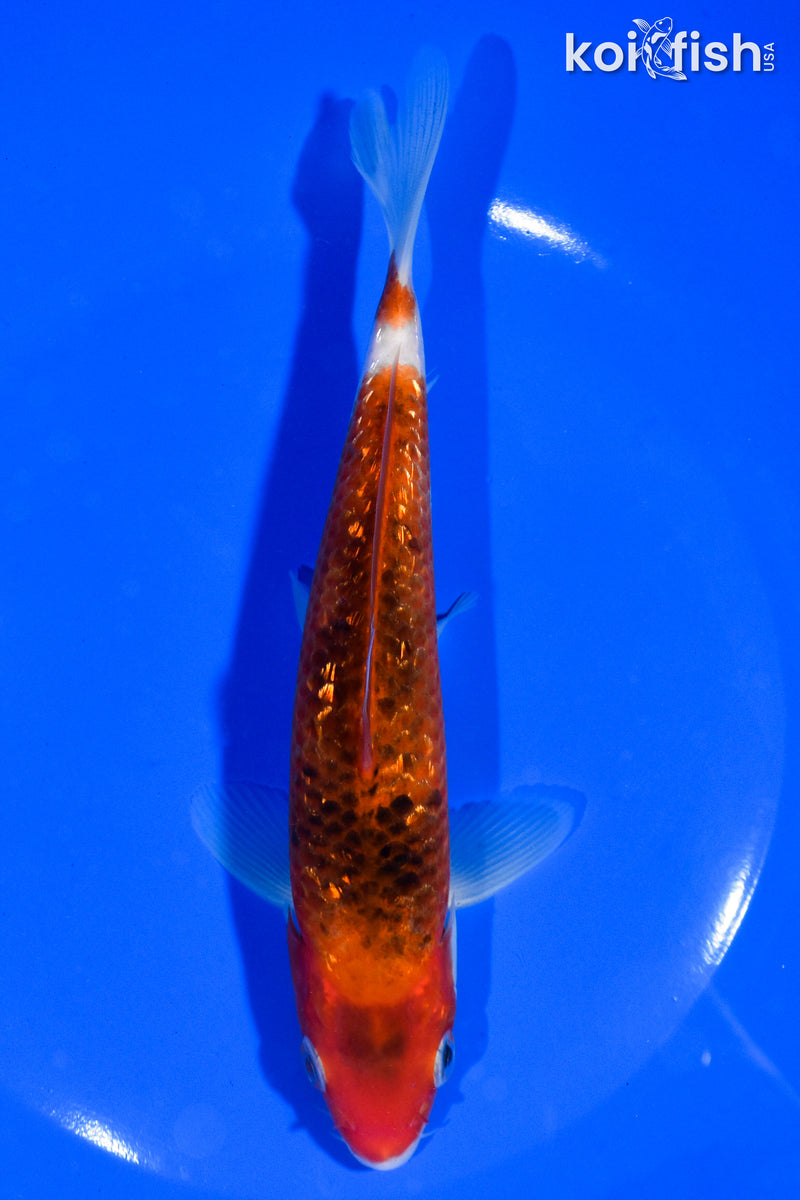 6.5" GINRIN GOROMO