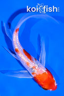 5.5" GINRIN HARIWAKE BUTTERFLY
