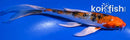 7.25" YAMATO NISHIKI BUTTERFLY