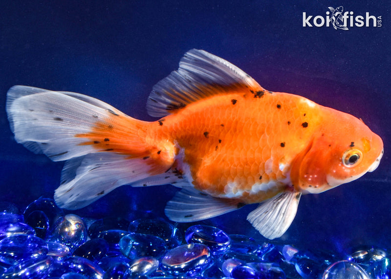 5.75" FANTAIL GOLDFISH