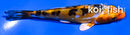 4.5" HEISEI NISHIKI