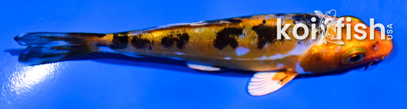 Black Koi Fish for Sale | Koi Fish USA – Page 2