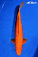 15.5" GINRIN BENIGOI