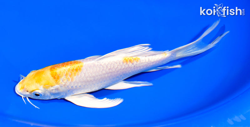 7.25" HARIWAKE BUTTERFLY