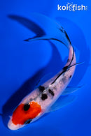 4.5" SANKE BUTTERFLY