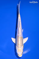 6.5" DOITSU LEMON HARIWAKE