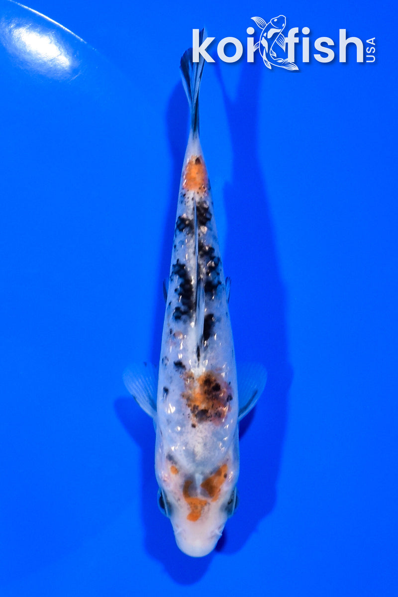 4.75" GINRIN SANKE