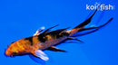 4" DOITSU KIN ORENJI BEKKO BUTTERFLY