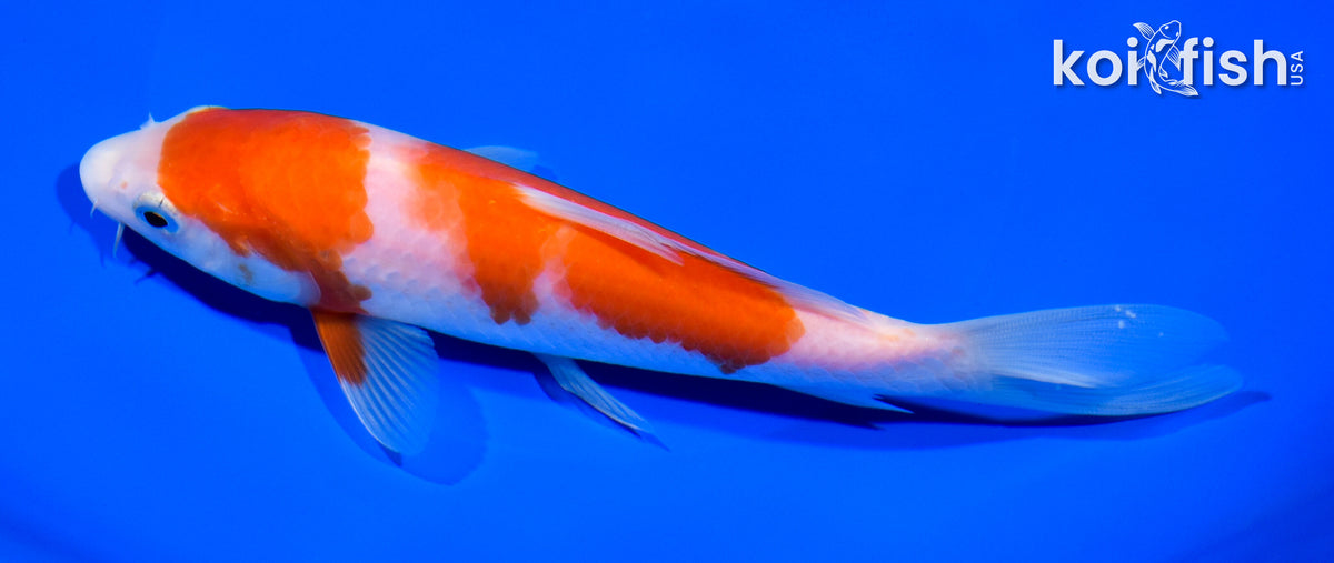 kohaku Kohaku Koi - koi #x1114n007 - Murata Koi Farm