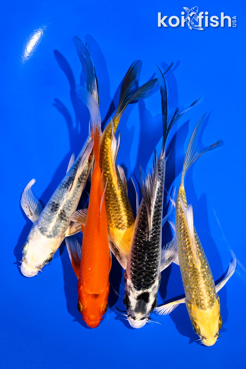 PACK OF (5) 4.5-6" BUTTERFLY KOI