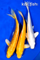 PACK OF (3) 6.75-7.25" STANDARD KOI