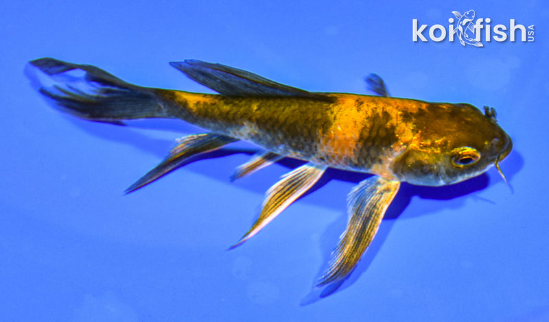 4.5" KIN HI UTSURI BUTTERFLY