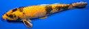 11.5" KIN HI UTSURI