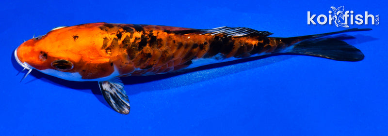 5.5" ARAGOKE HEISEI NISHIKI