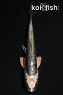 4.25" KIKOKURYU