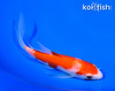 5.75" KOHAKU BUTTERFLY