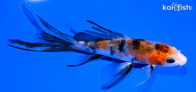 4.5" SANKE BUTTERFLY