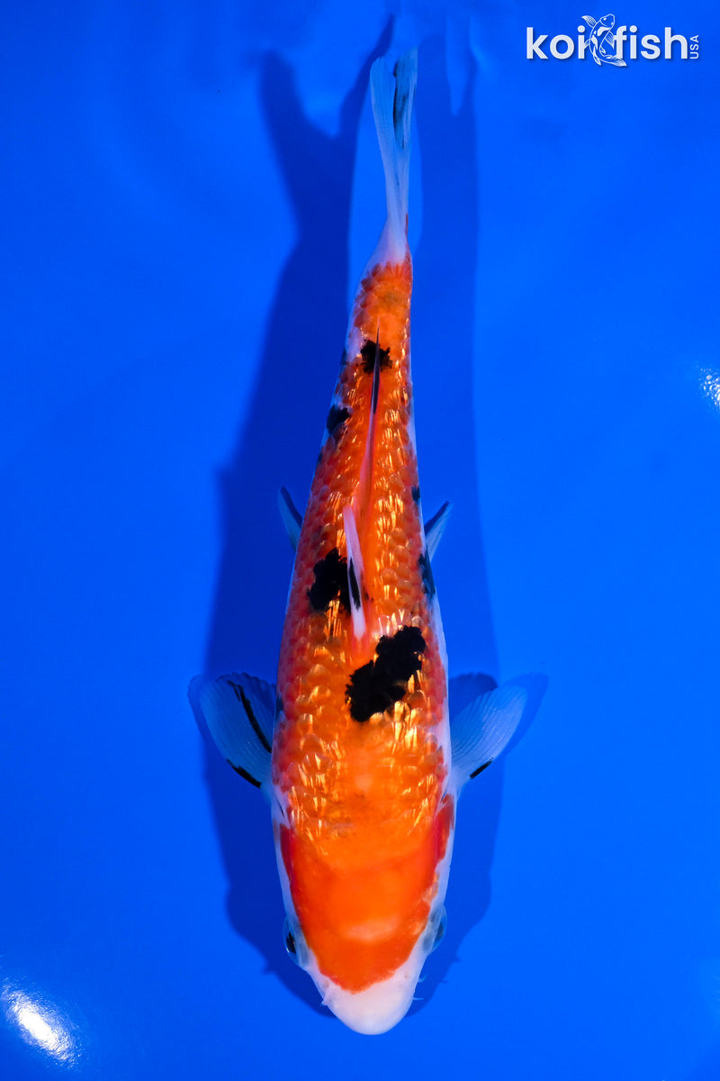 6.25" GINRIN SANKE