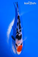 5" MARUTEN SANKE