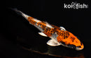 5.5" GINRIN KUJAKU