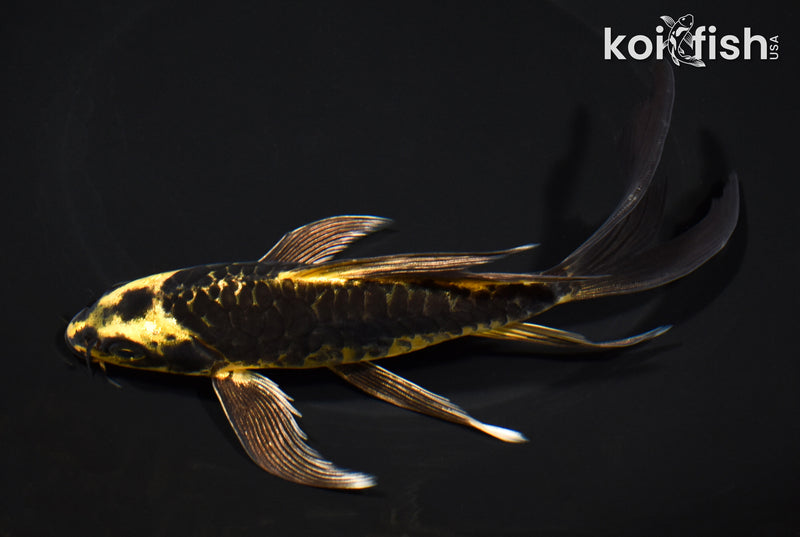 7" ARAGOKE KIN KIKOKURYU BUTTERFLY