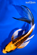 6" BENI KIKOKURYU BUTTERFLY