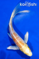 5" HARIWAKE BUTTERFLY