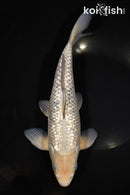 11.5" GINRIN SORAGOI