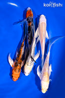 PACK OF (5) 4-5" BUTTERFLY KOI