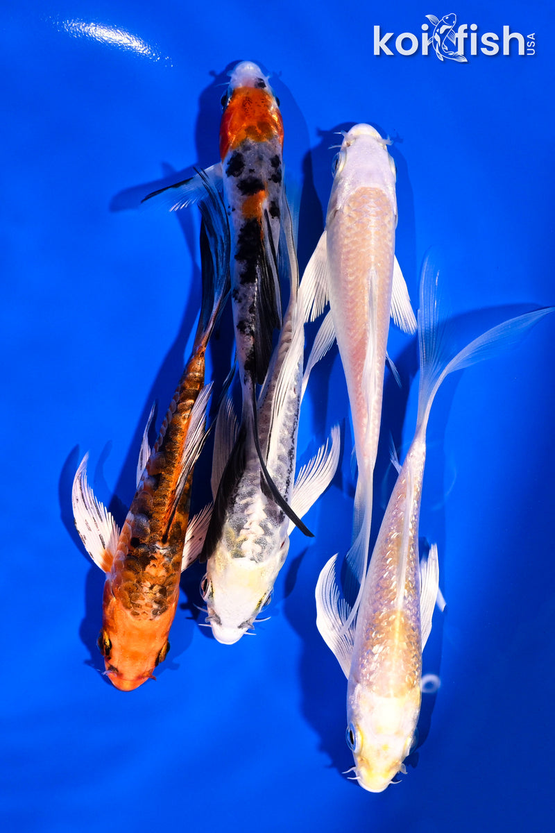 PACK OF (5) 4-5" BUTTERFLY KOI
