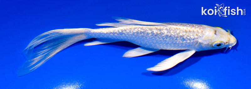 6.75" GINRIN HARIWAKE BUTTERFLY