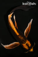10.25" KIN ORENJI MATSUBA BUTTERFLY