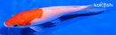 5.5" KOHAKU