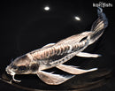 11.25" KIKOKURYU BUTTERFLY