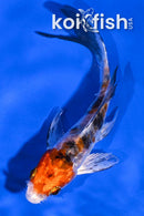 4" HEISEI NISHIKI BUTTERFLY