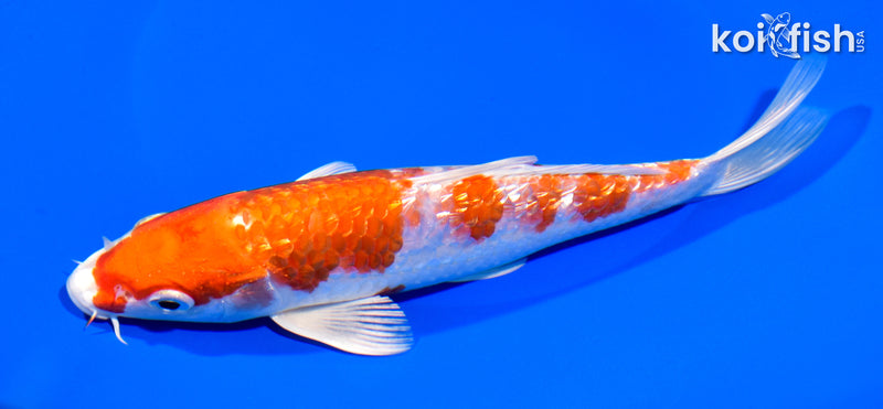 7.75" GINRIN HARIWAKE