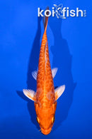 5.75" DOITSU ORENJI OGON
