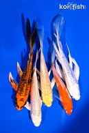 PACK OF (5) 4.5-6" BUTTERFLY KOI