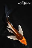 5" ARAGOKE BENI KIKOKURYU BUTTERFLY