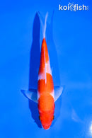 6" KOHAKU