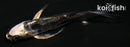 4" KIKOKURYU BUTTERFLY
