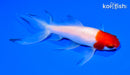 5.75" SARASA WATONAI GOLDFISH