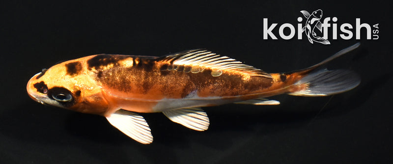 5.25" BENI KIKOKURYU