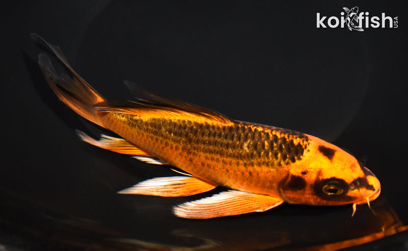 7.5" ORENJI MATSUBA BUTTERFLY