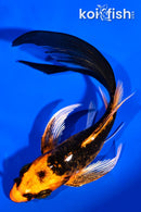 5.25"  ORENJI MATSUBA BUTTERFLY